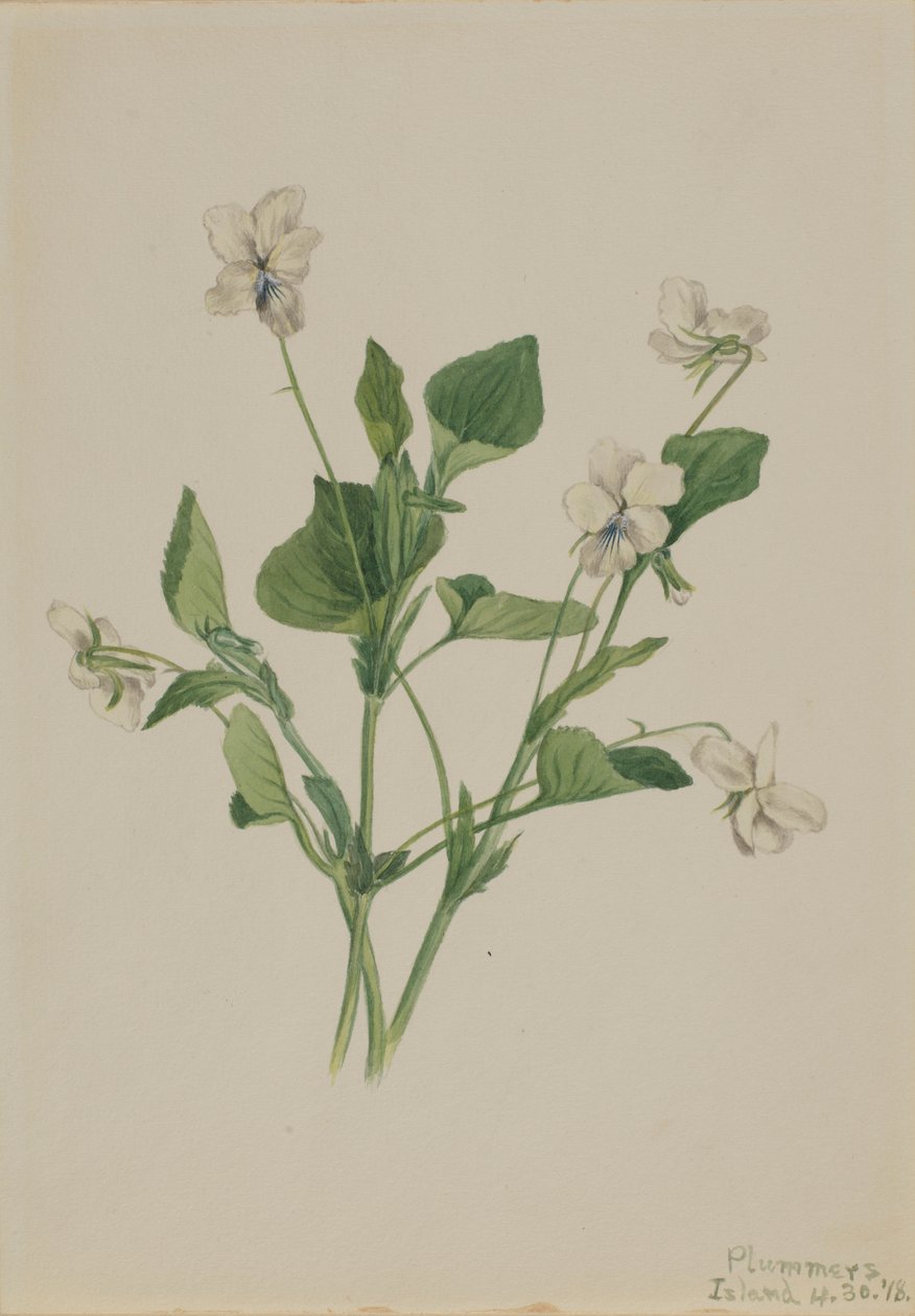 Creme-Veilchen (Viola striata) von Mary Vaux Walcott