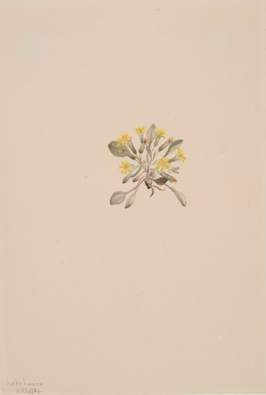 Crepis Elegans, 1904 von Mary Vaux Walcott