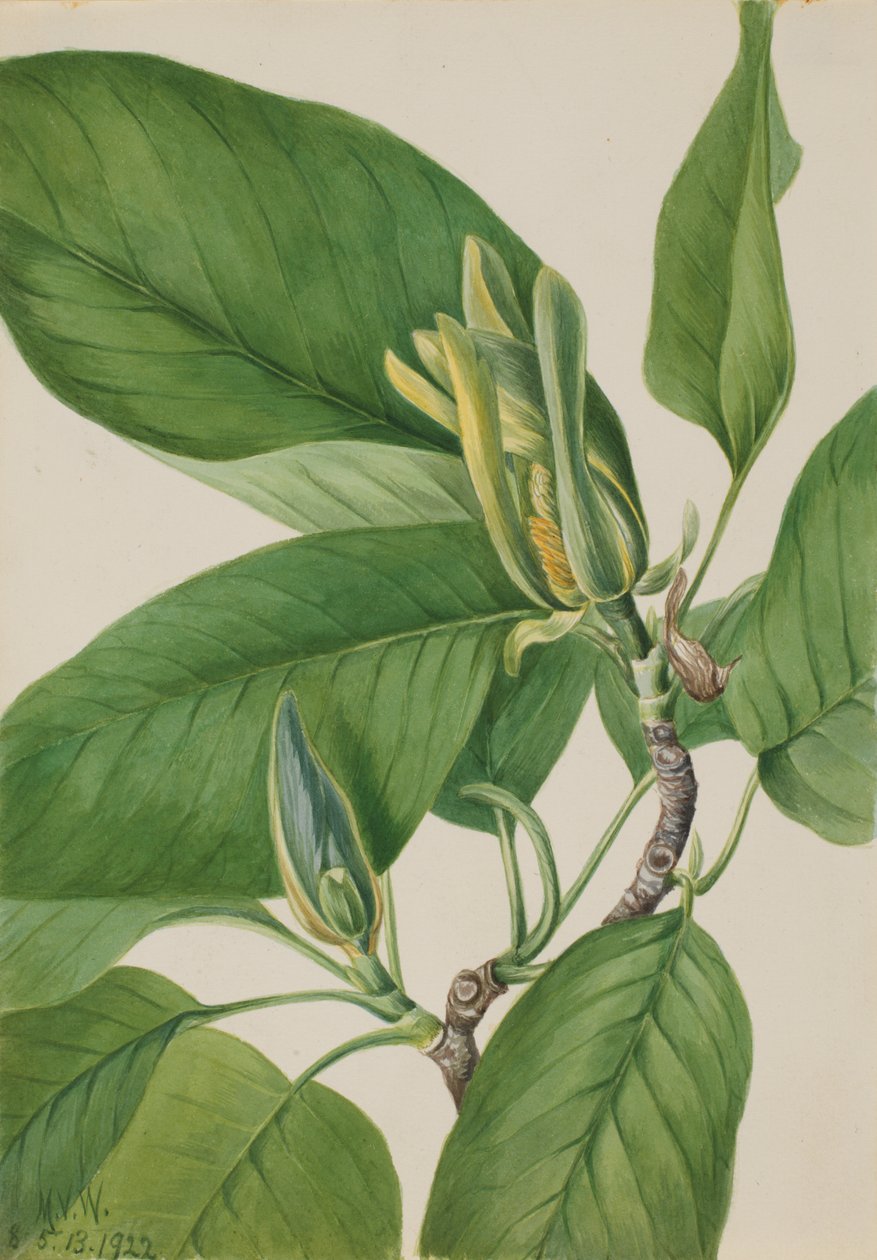 Gurkenbaum Magnolia acuminata, 1922 von Mary Vaux Walcott