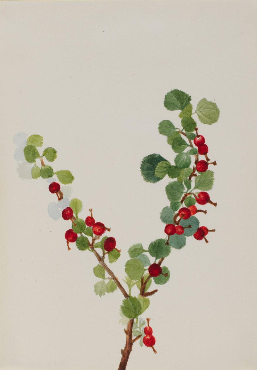 Johannisbeere unvollendet Ribes-Art, n.d. von Mary Vaux Walcott