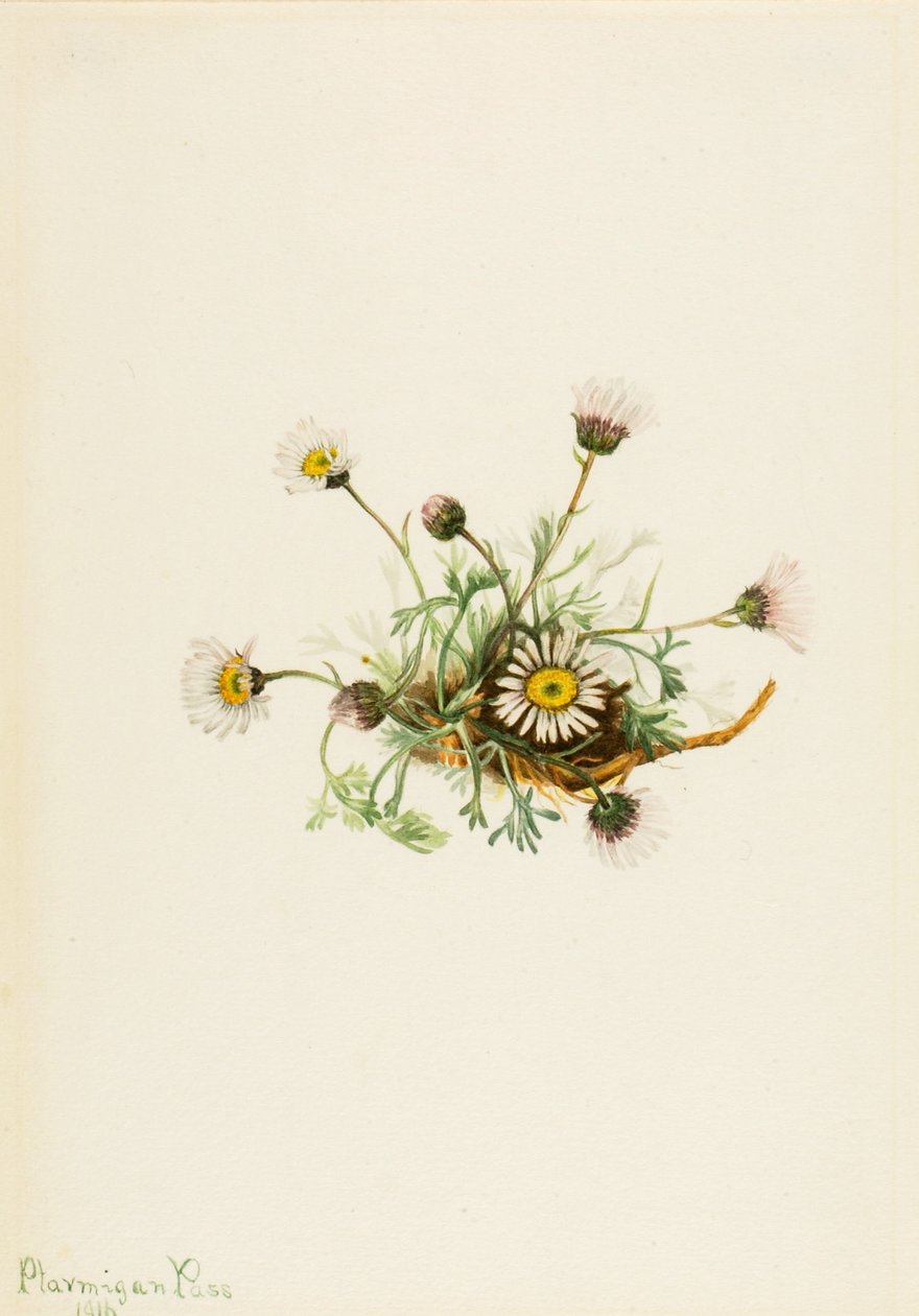 Gefiedertes Berufkraut (Erigeron compositus) von Mary Vaux Walcott
