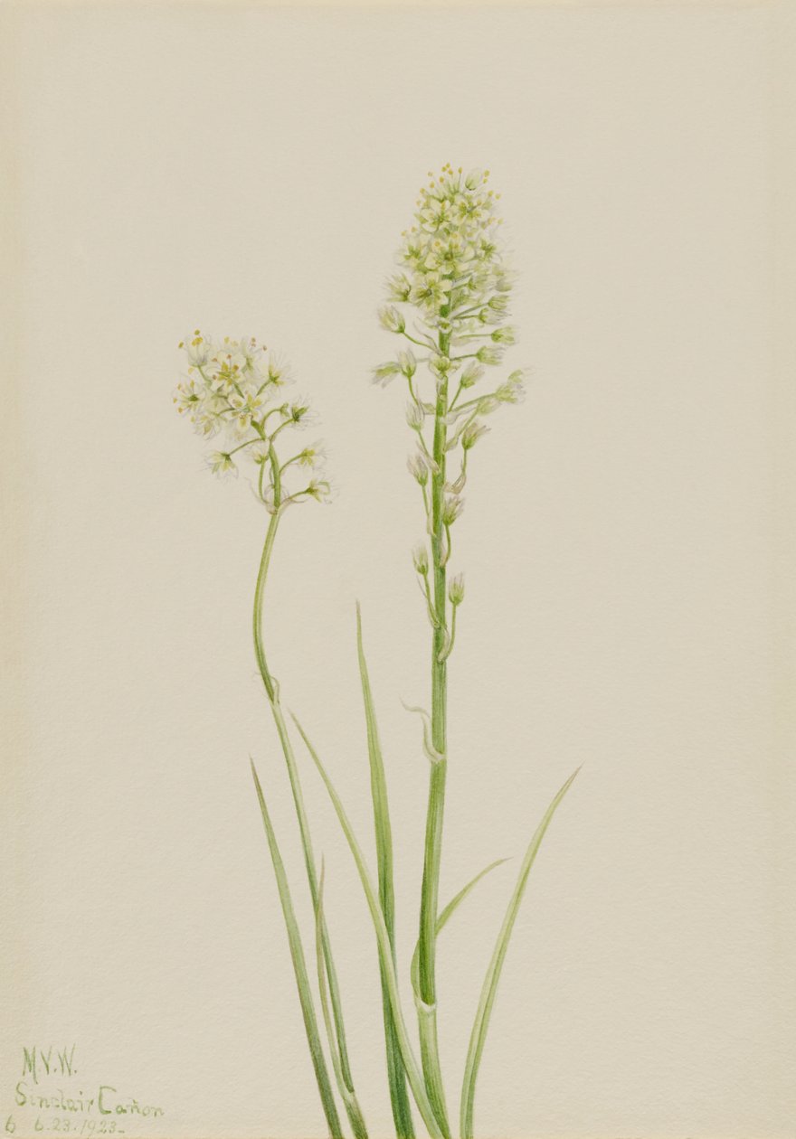Todeskamas (Zygadenus venenosus) von Mary Vaux Walcott