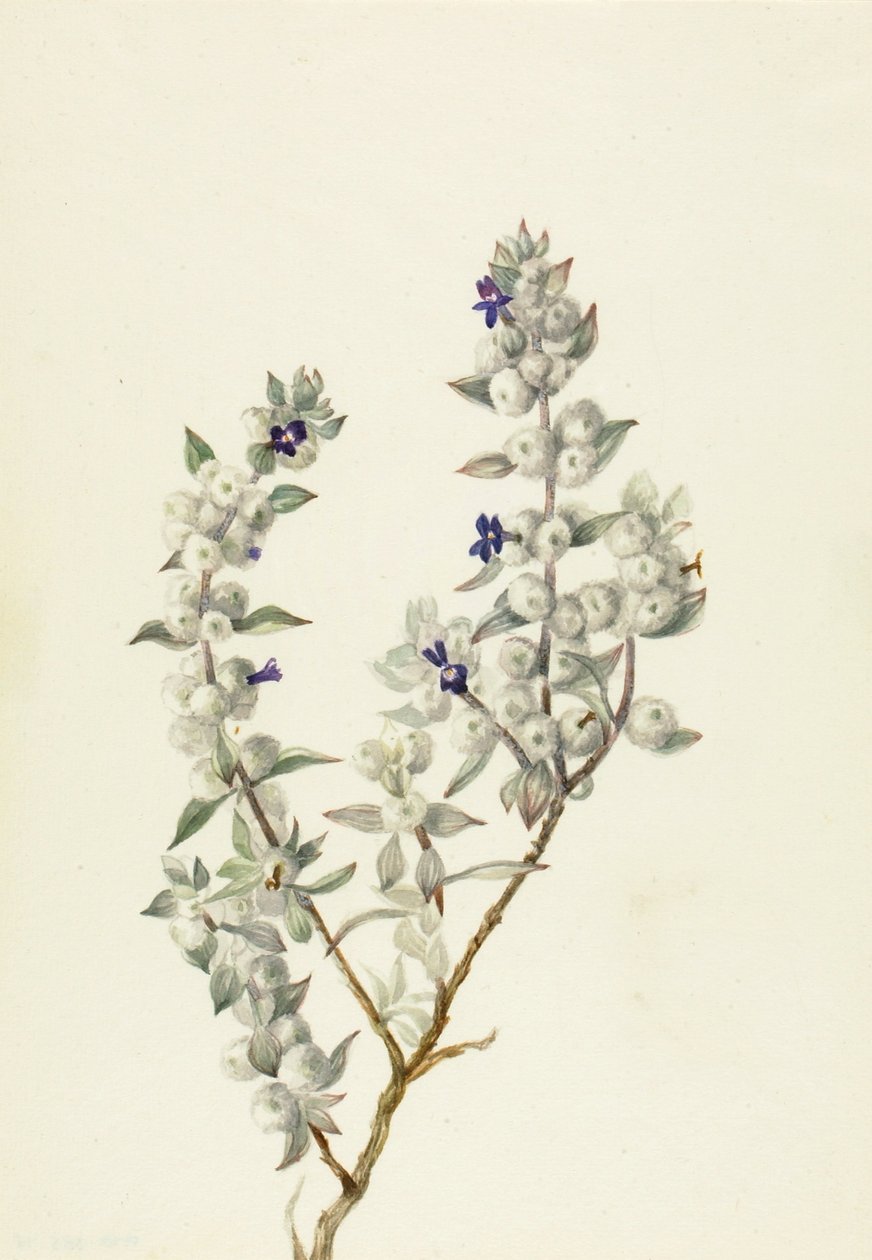Death Valley Salbei (Salvia funerea) von Mary Vaux Walcott