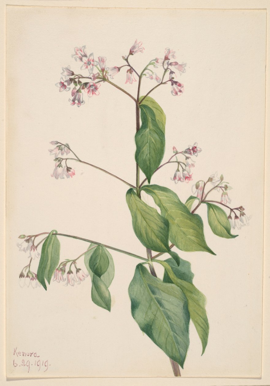 Seidenpflanze (Apocyum androsaemfolium) von Mary Vaux Walcott