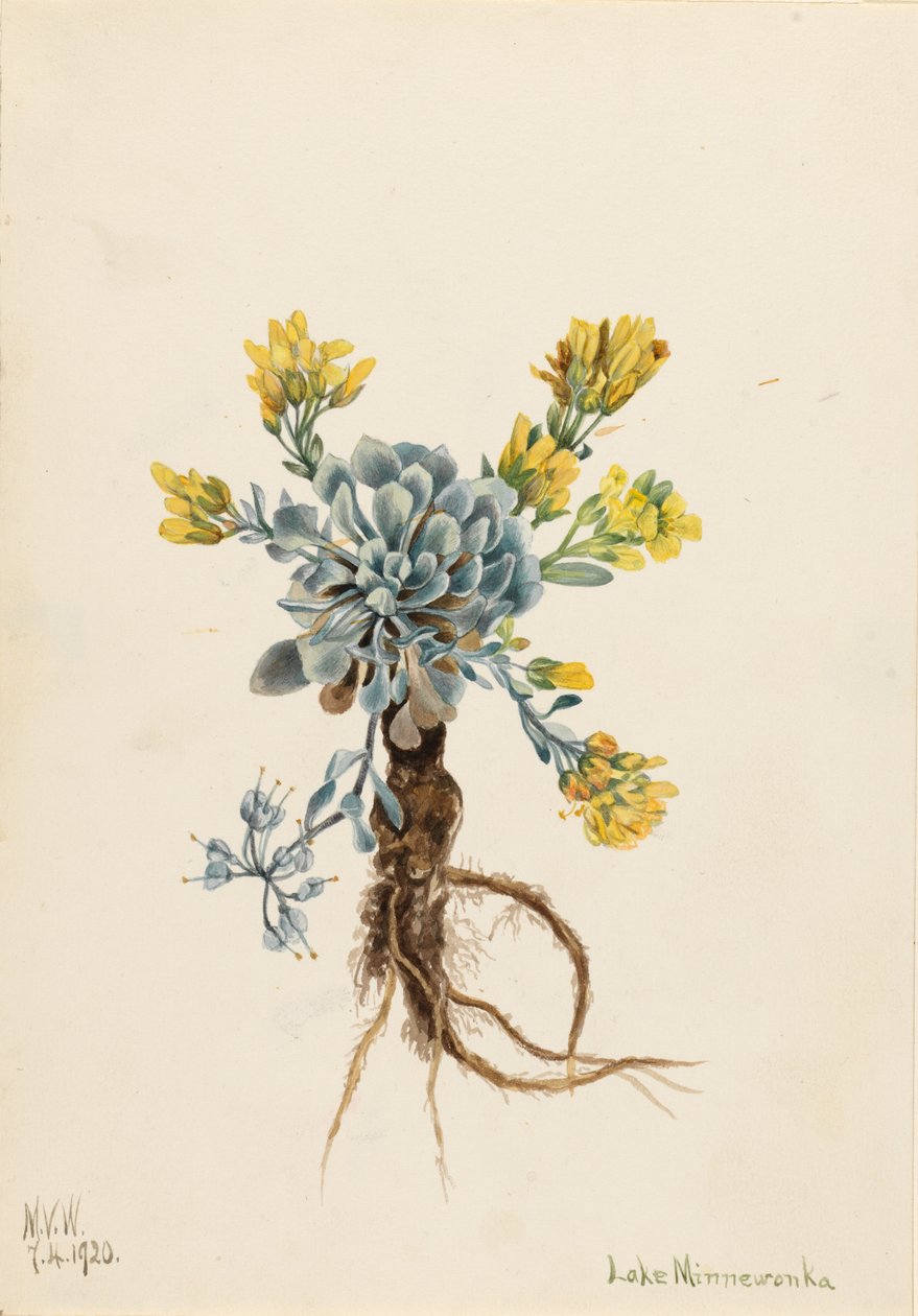 Doppelter Blasenkapsel (Physaria didymocarpa) von Mary Vaux Walcott
