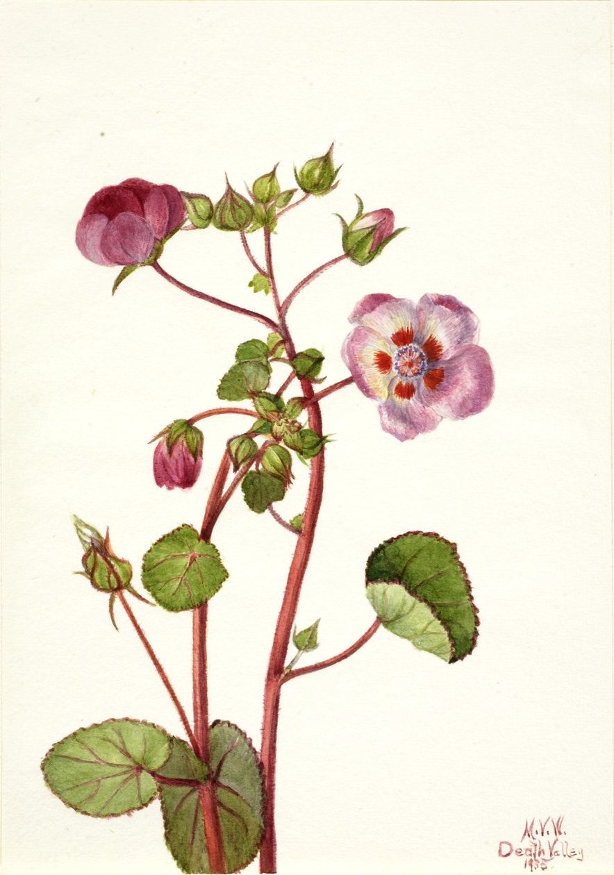 Eremalche rotundifolia von Mary Vaux Walcott