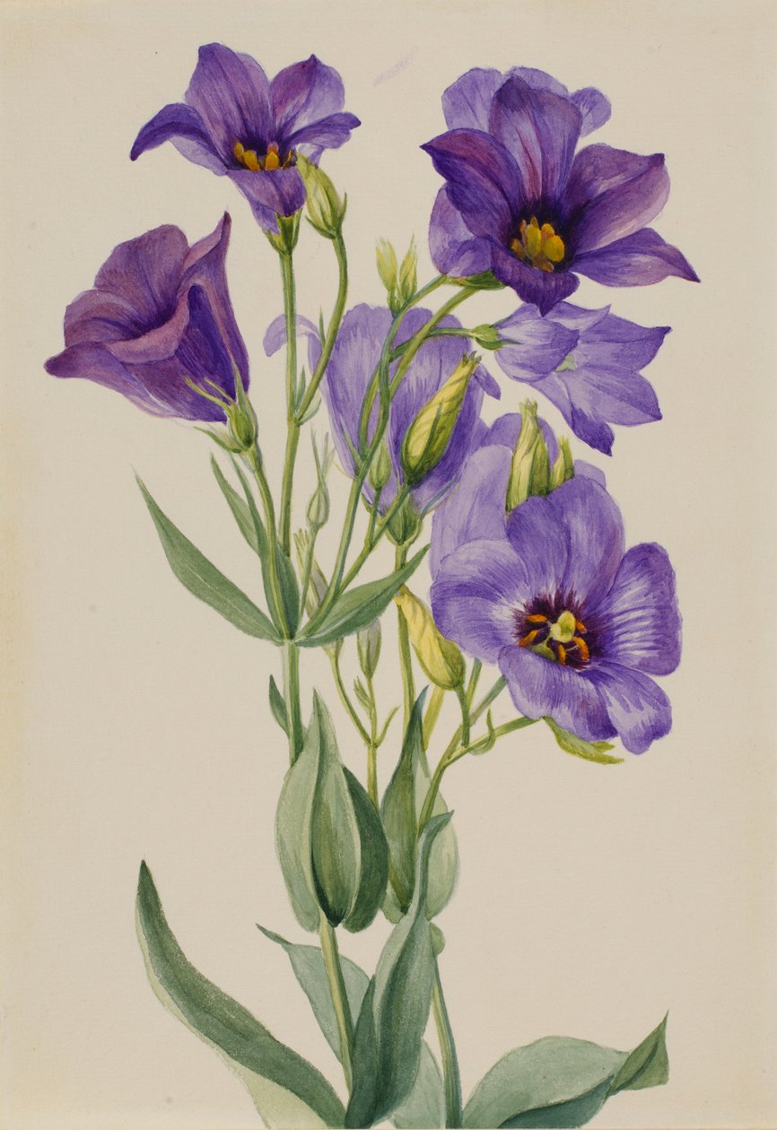 Eustoma russelianum von Mary Vaux Walcott