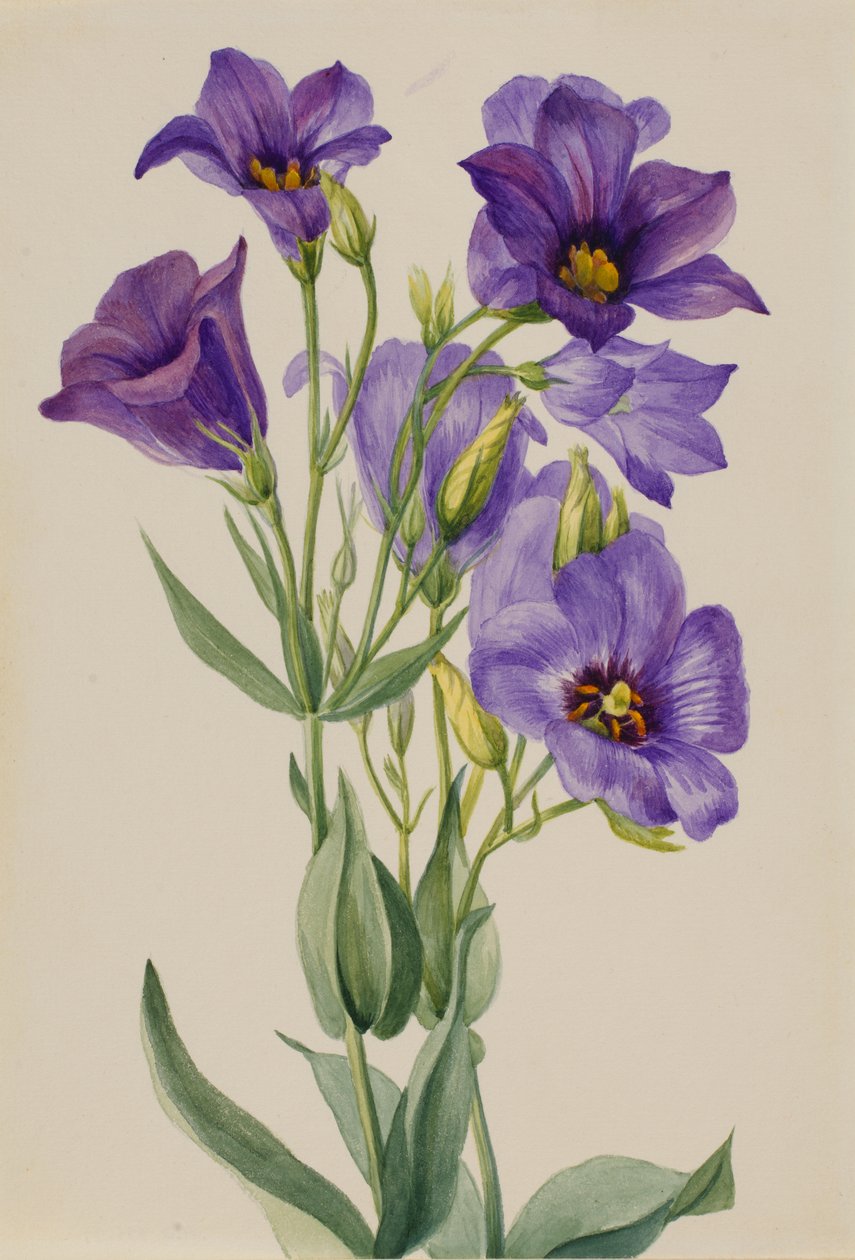 Eustoma russelianum, ca. frühe 1930er Jahre von Mary Vaux Walcott