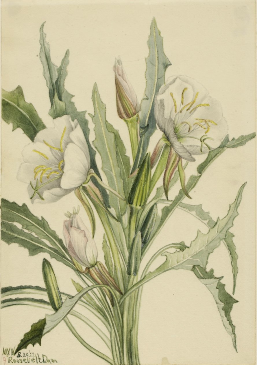 Nachtkerze (Pachyoplus hirsutus) von Mary Vaux Walcott