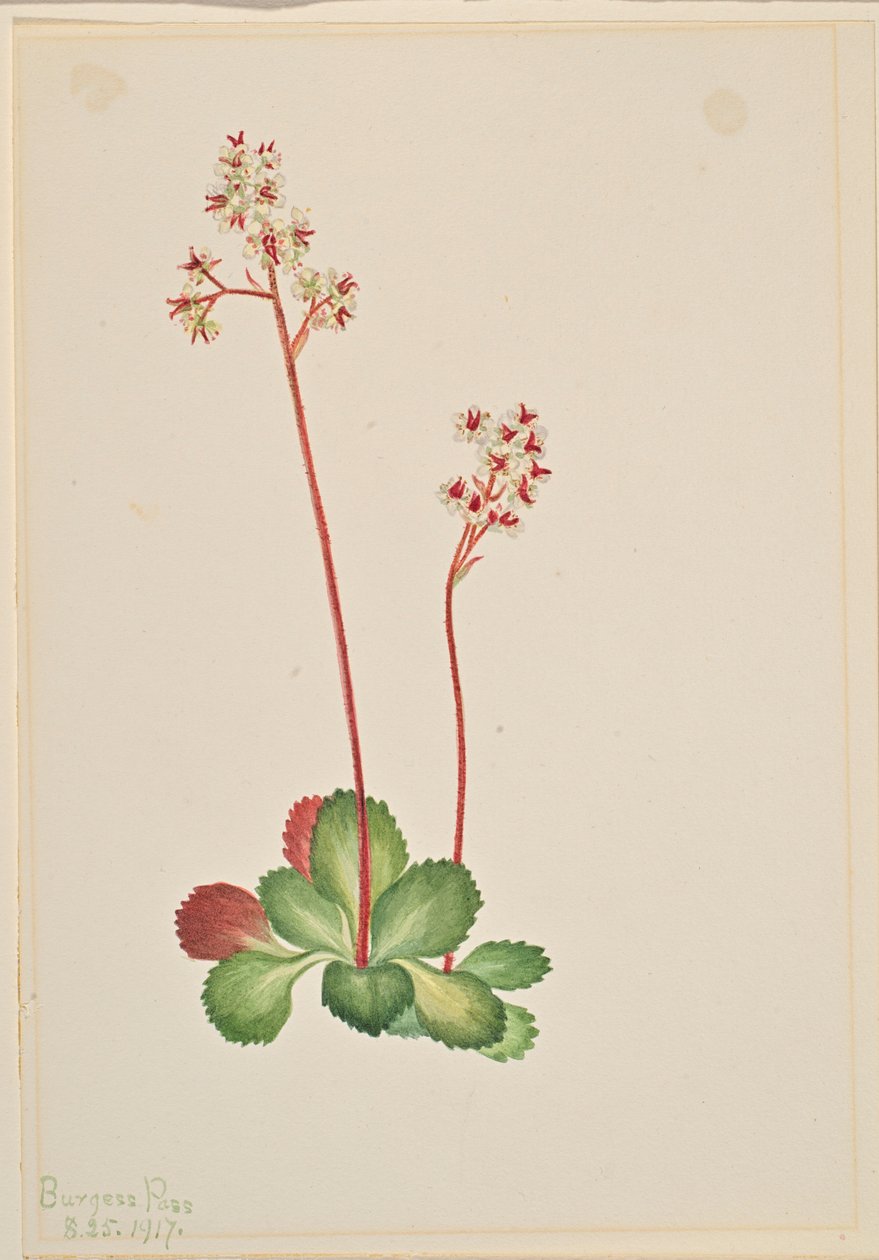 Immergrüne Steinbrech (Leptarrhena pyrolifolia) von Mary Vaux Walcott