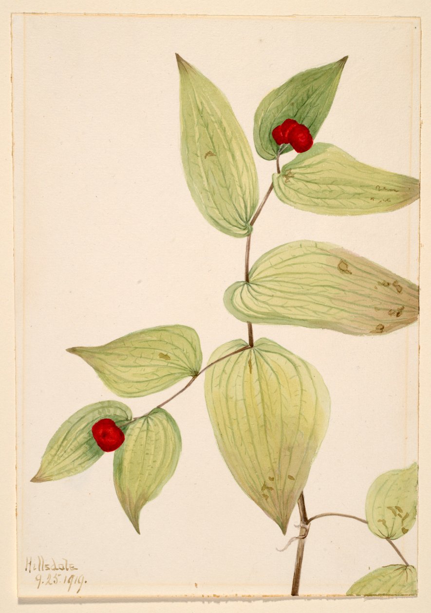 Feenglöckchen (Disporum trachycarpum) von Mary Vaux Walcott