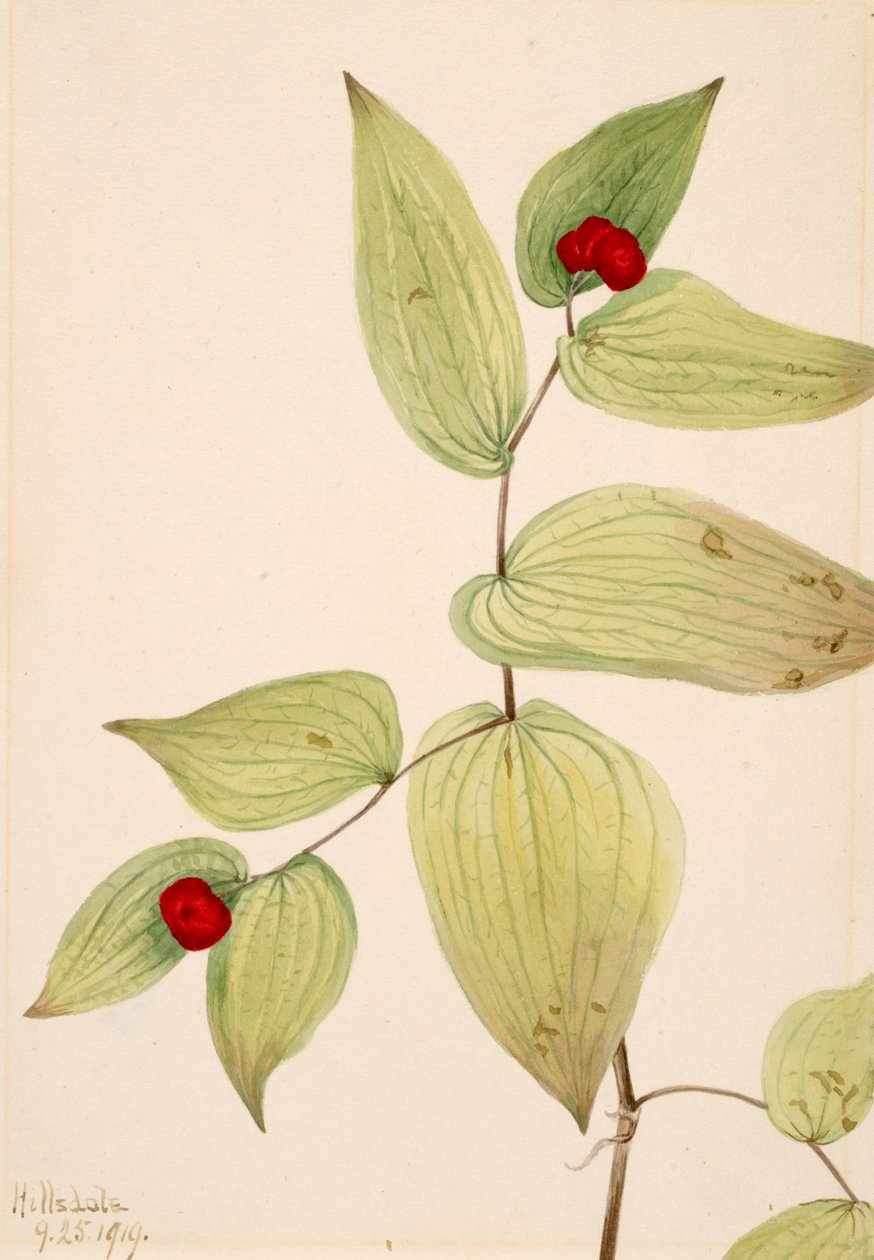 Feenglöckchen Disporum trachycarpum von Mary Vaux Walcott