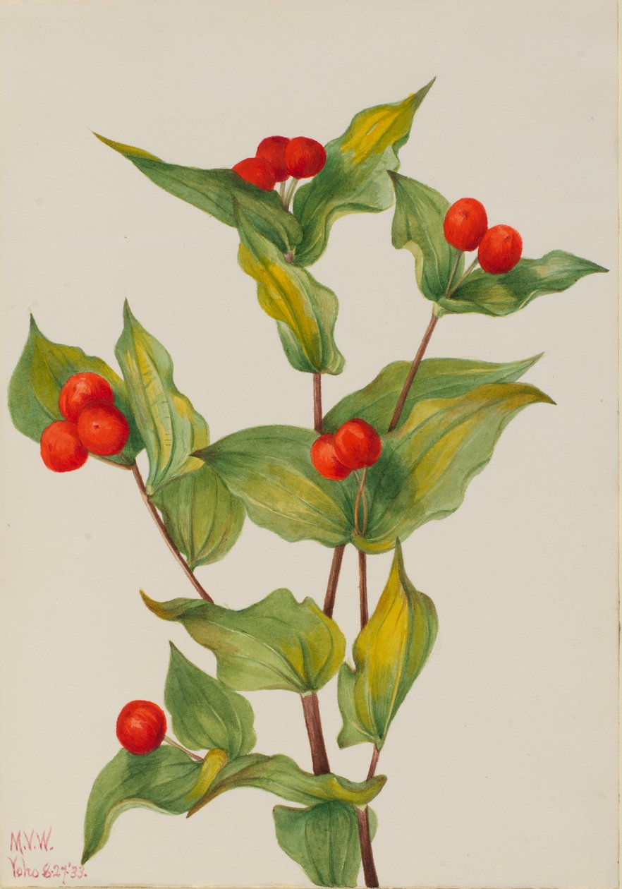 Feenglöckchen Disporum hookeri von Mary Vaux Walcott