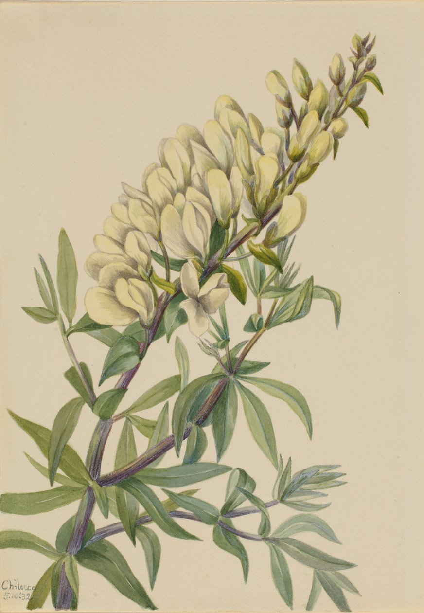 Falscher Indigo (Baptista bructeata) von Mary Vaux Walcott