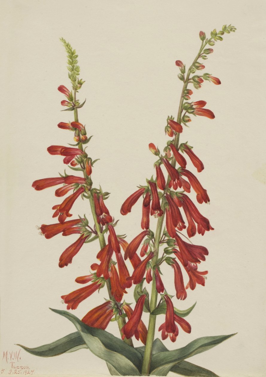 Feuer-Penstemon Penstemon eatonii von Mary Vaux Walcott
