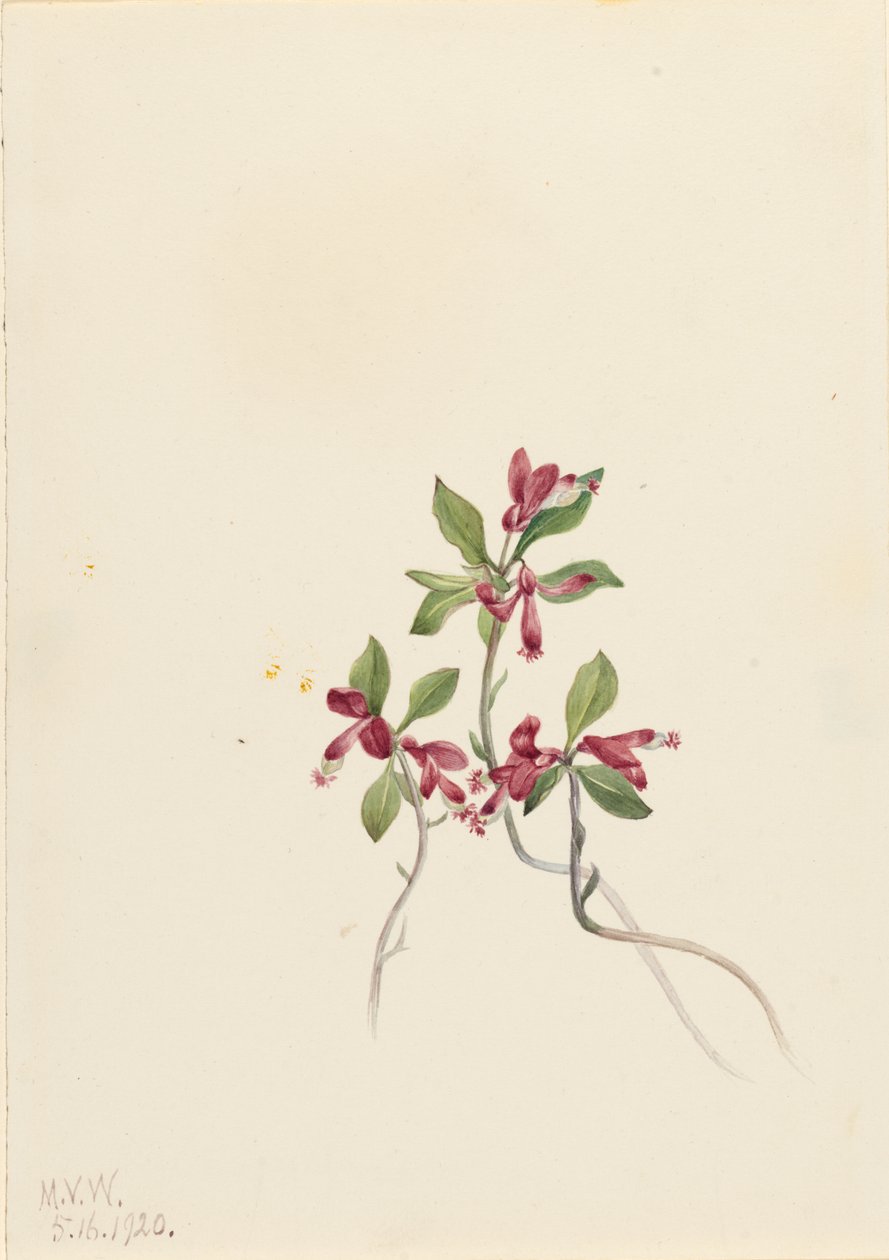 Fransige Polygala (Polygala paucifolia) von Mary Vaux Walcott
