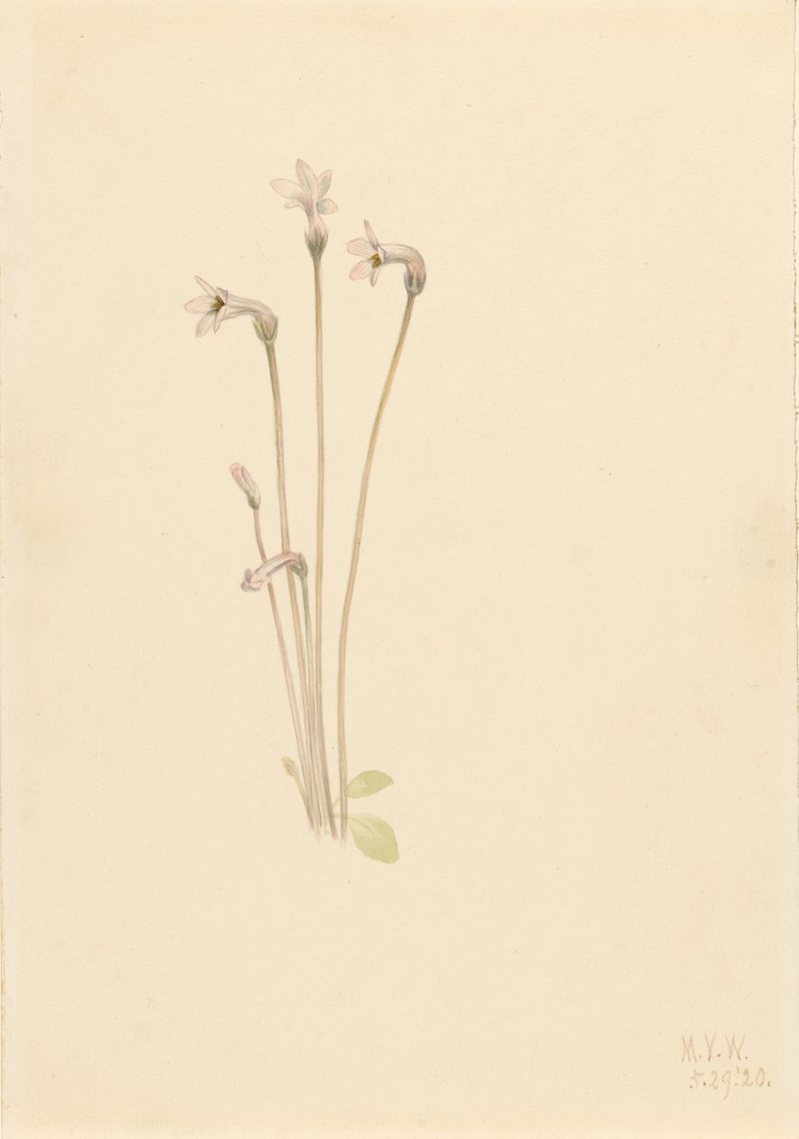 Geisterpflanze (Thalesia uniflora) von Mary Vaux Walcott