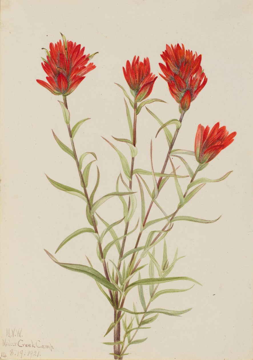 Riesen-Rotklee (Castilleja miniata) von Mary Vaux Walcott