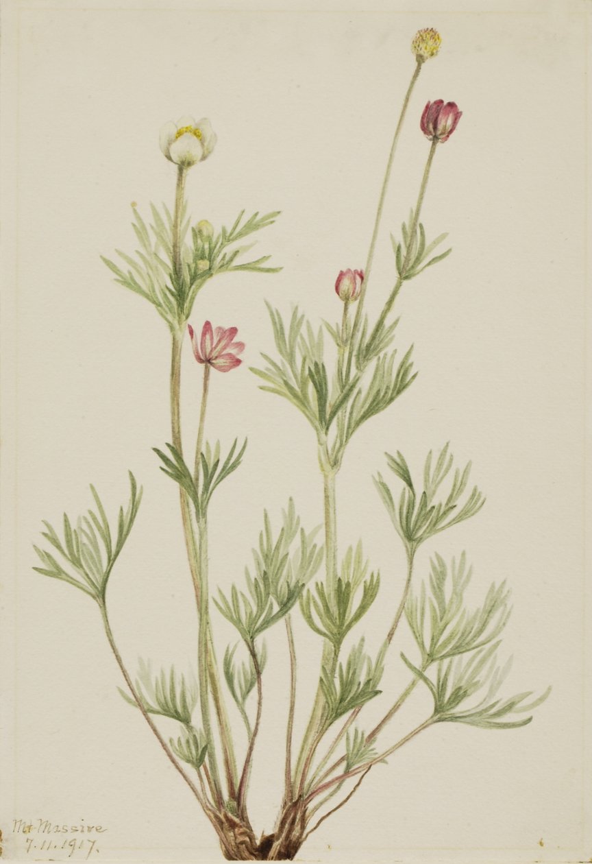 Kugel-Anemone (Anemone globosa) von Mary Vaux Walcott