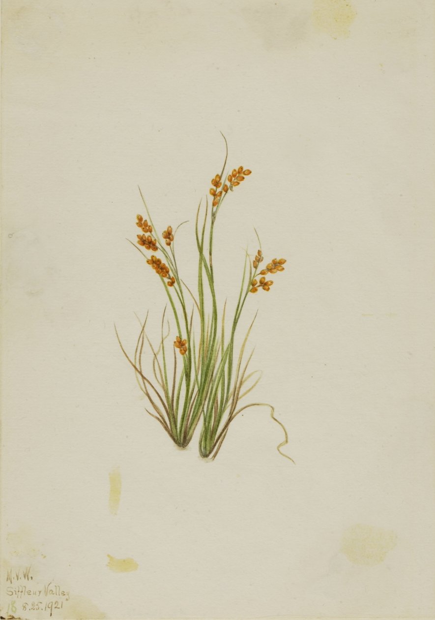 Gold-Segge (Carex aurea) von Mary Vaux Walcott