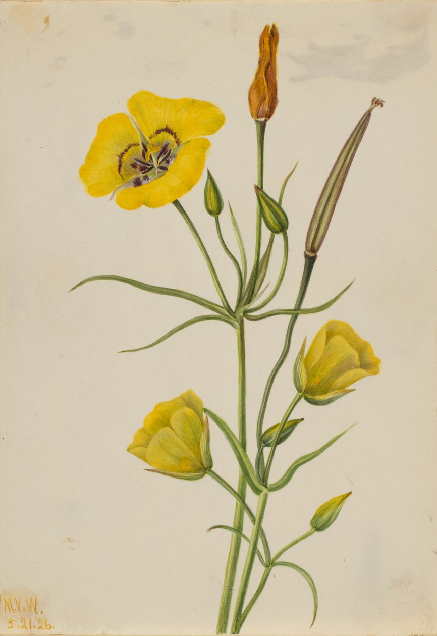 Goldschalen-Mariposa (Calochortus claratus) von Mary Vaux Walcott