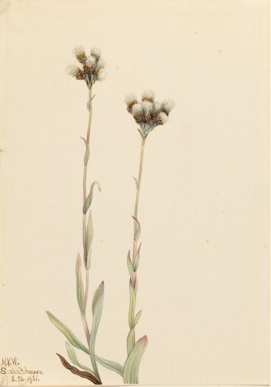 Graue Katzenpfötchen (Antennaria howellii) von Mary Vaux Walcott