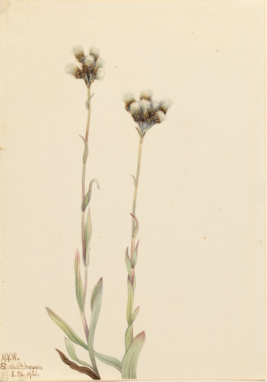 Graue Katzenpfötchen Antennaria howellii, 1921 von Mary Vaux Walcott