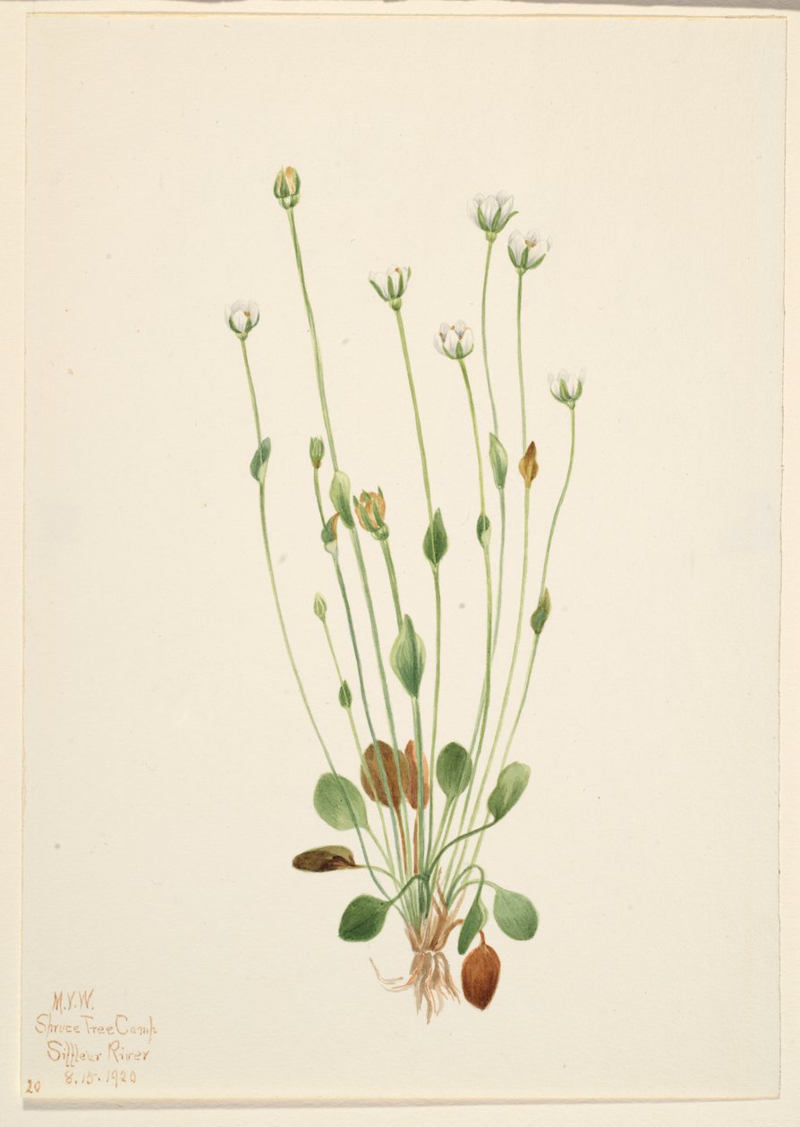 Graues Greiskraut (Senecio canus) von Mary Vaux Walcott
