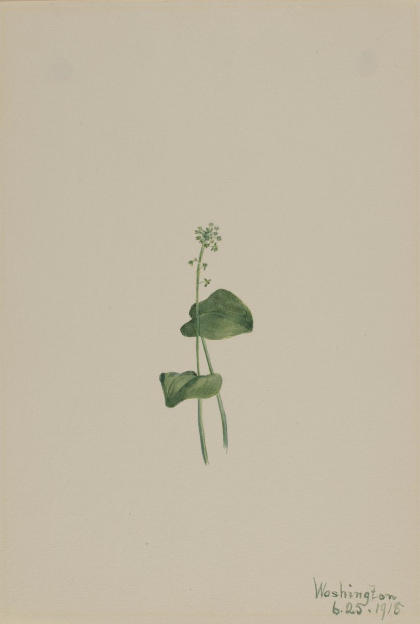 Grüner Natternkopf (Malaxis unifolia) von Mary Vaux Walcott
