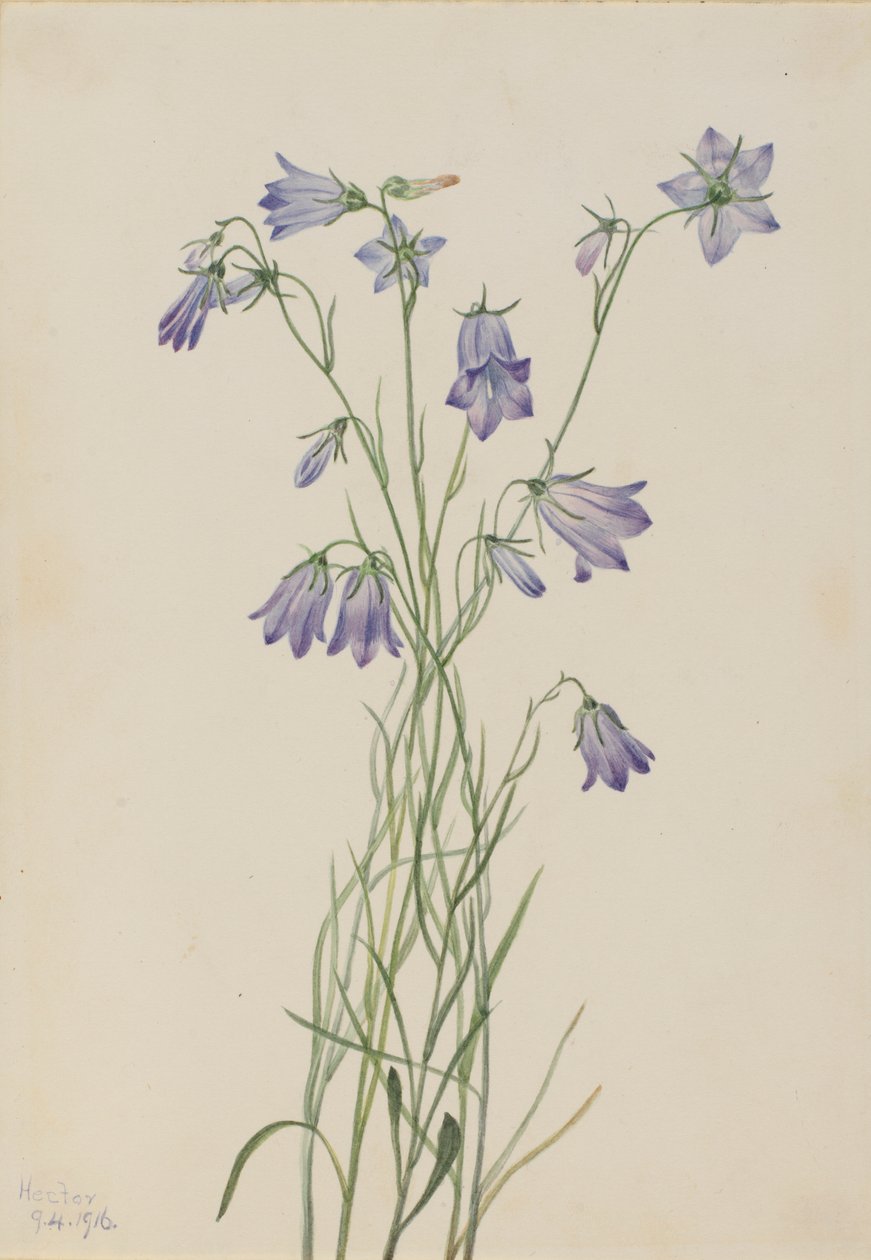 Glockenblume (Campanula rotundifolia) von Mary Vaux Walcott