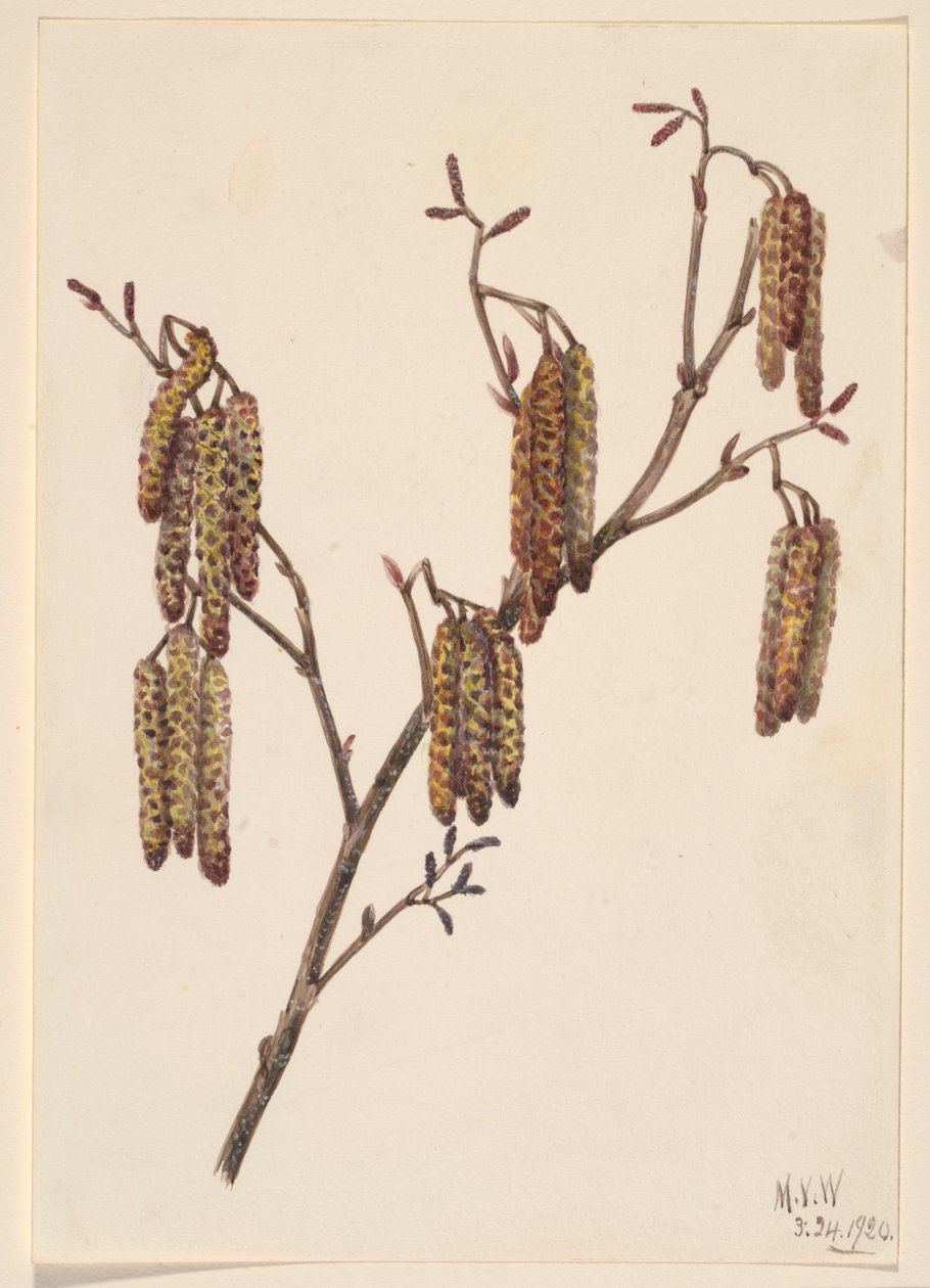 Haselerle (Alnus regosa) von Mary Vaux Walcott