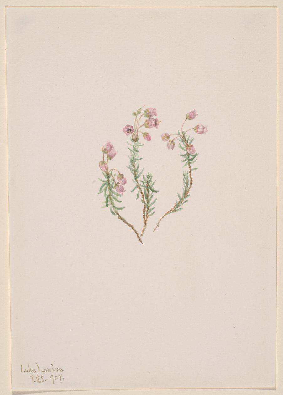 Heidekraut Phyllodoce intermedia von Mary Vaux Walcott