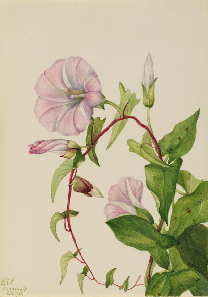 Zaunwinde Calystegia Convolvulus sepium, 1932 von Mary Vaux Walcott