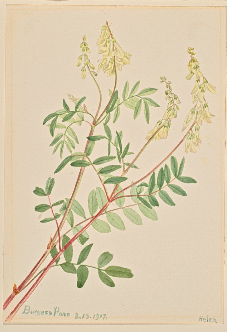 Hedysarum (Hedysarum sulphurescens) von Mary Vaux Walcott