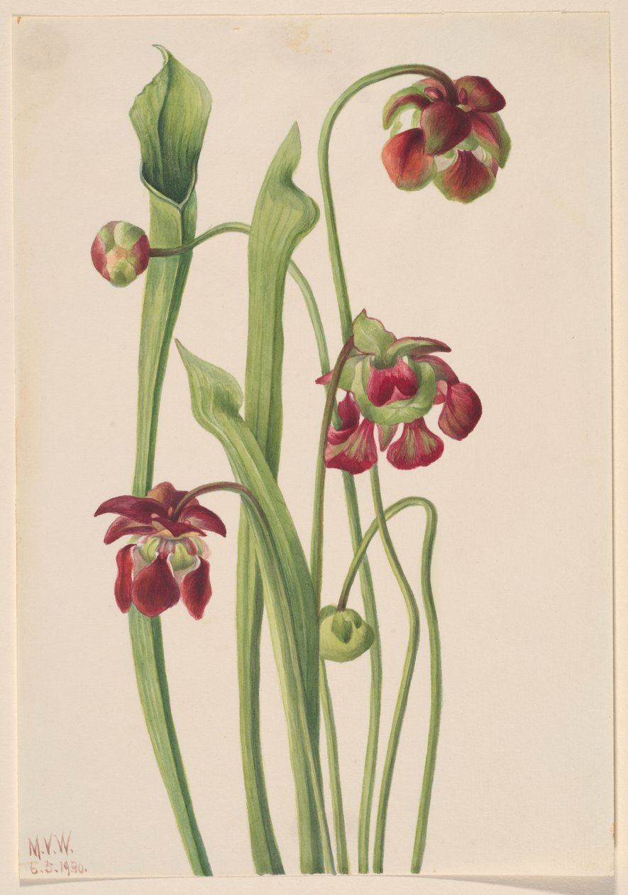 Hybride Kannenpflanze von Mary Vaux Walcott