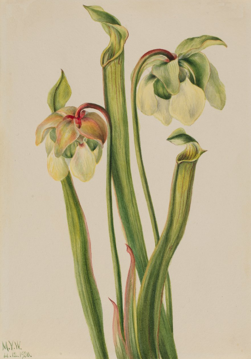 Hybride Kannenpflanze (Sarracenia minor) von Mary Vaux Walcott