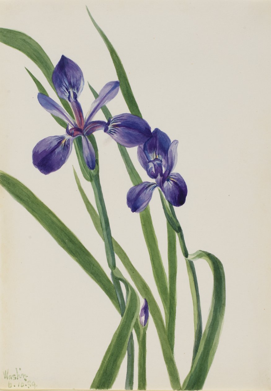 Iris (Iris-Arten) von Mary Vaux Walcott