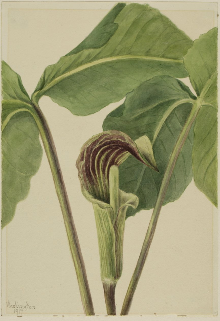 Jack-in-the-pulpit (Arisaema triphyllum) von Mary Vaux Walcott