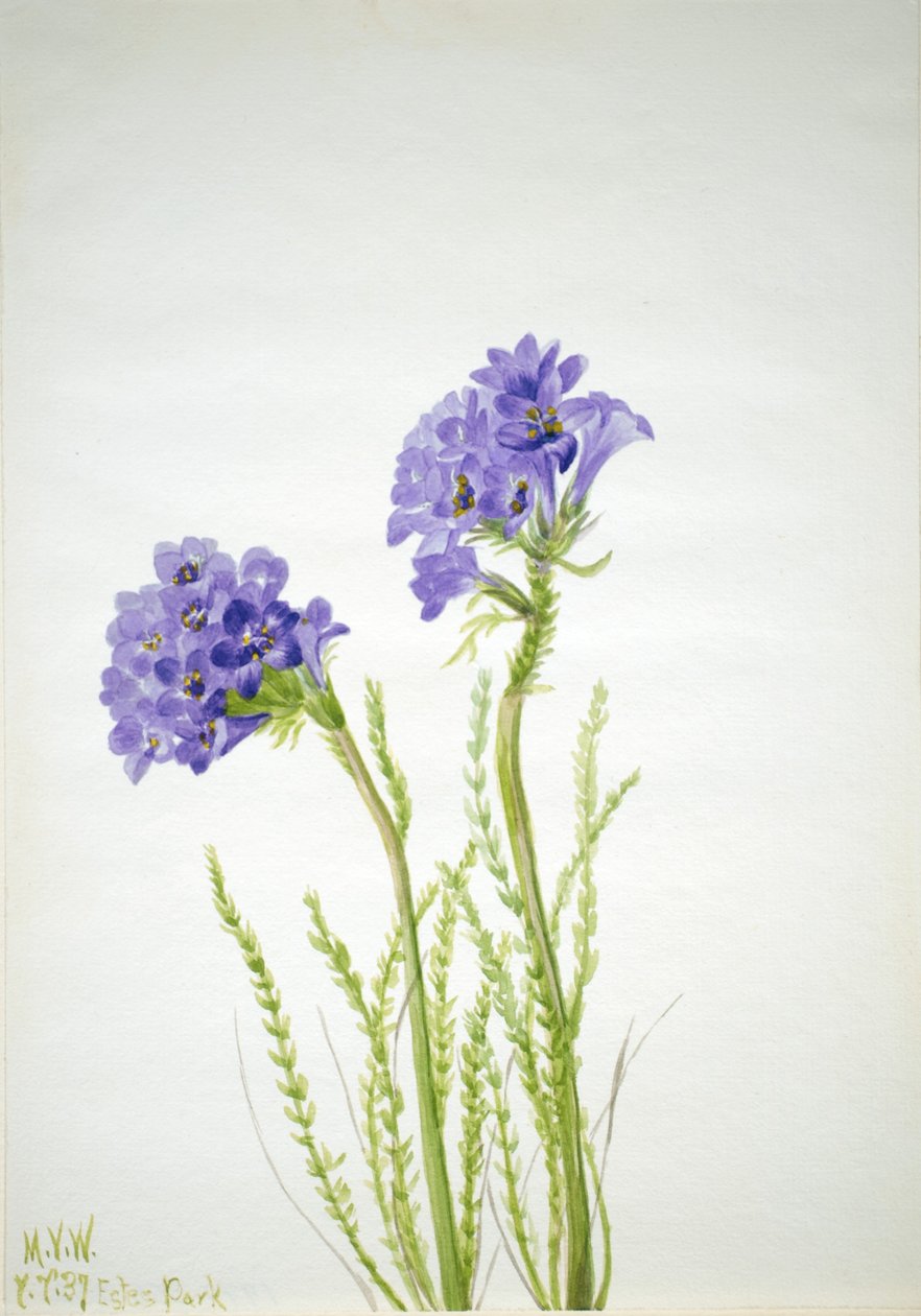 Jakobsleiter (Polemonium viscosum) von Mary Vaux Walcott