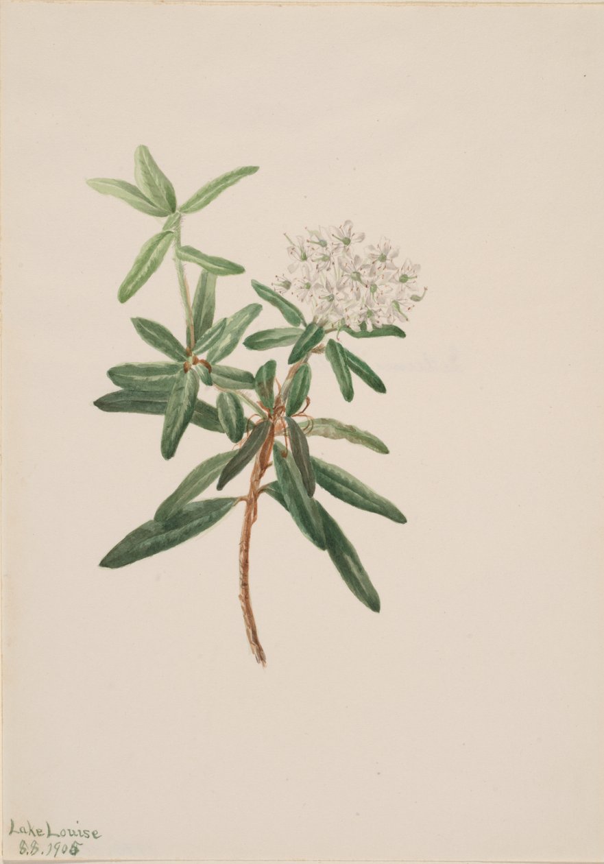 Labrador-Tee Ledum groenlandicum von Mary Vaux Walcott