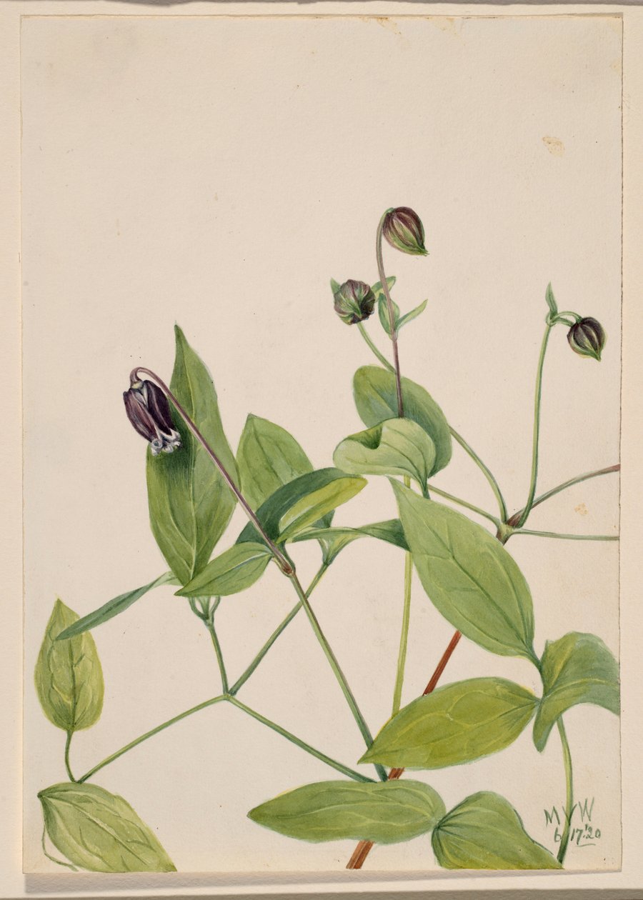 Lederblume (Clematis viorna) von Mary Vaux Walcott