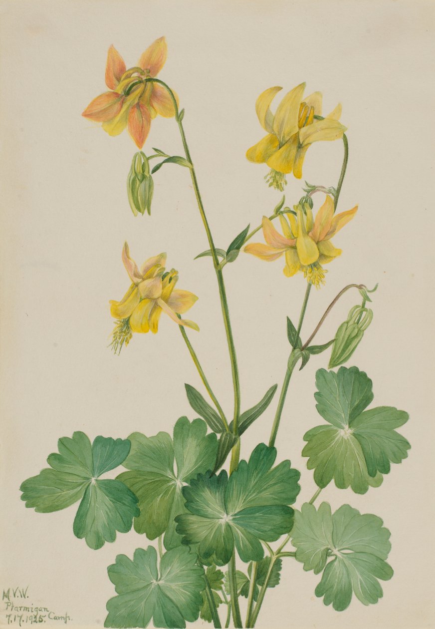Gelbe Akelei (Aquilegia flavescens) von Mary Vaux Walcott