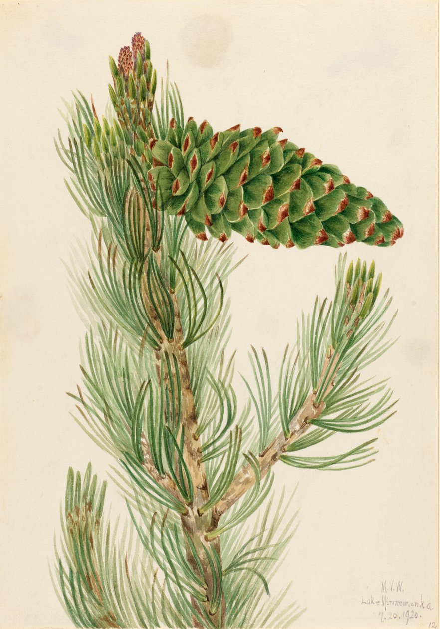 Weiche Kiefer (Pinus flexilis) von Mary Vaux Walcott