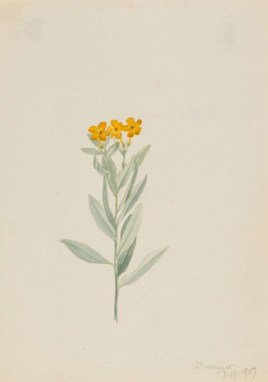Lithospermum canescens von Mary Vaux Walcott
