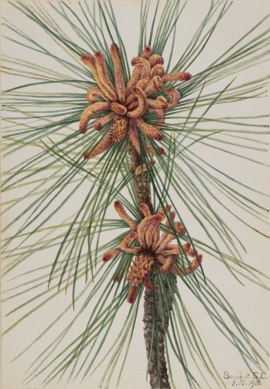 Sumpfkiefer Pinus taeda, 1918 von Mary Vaux Walcott