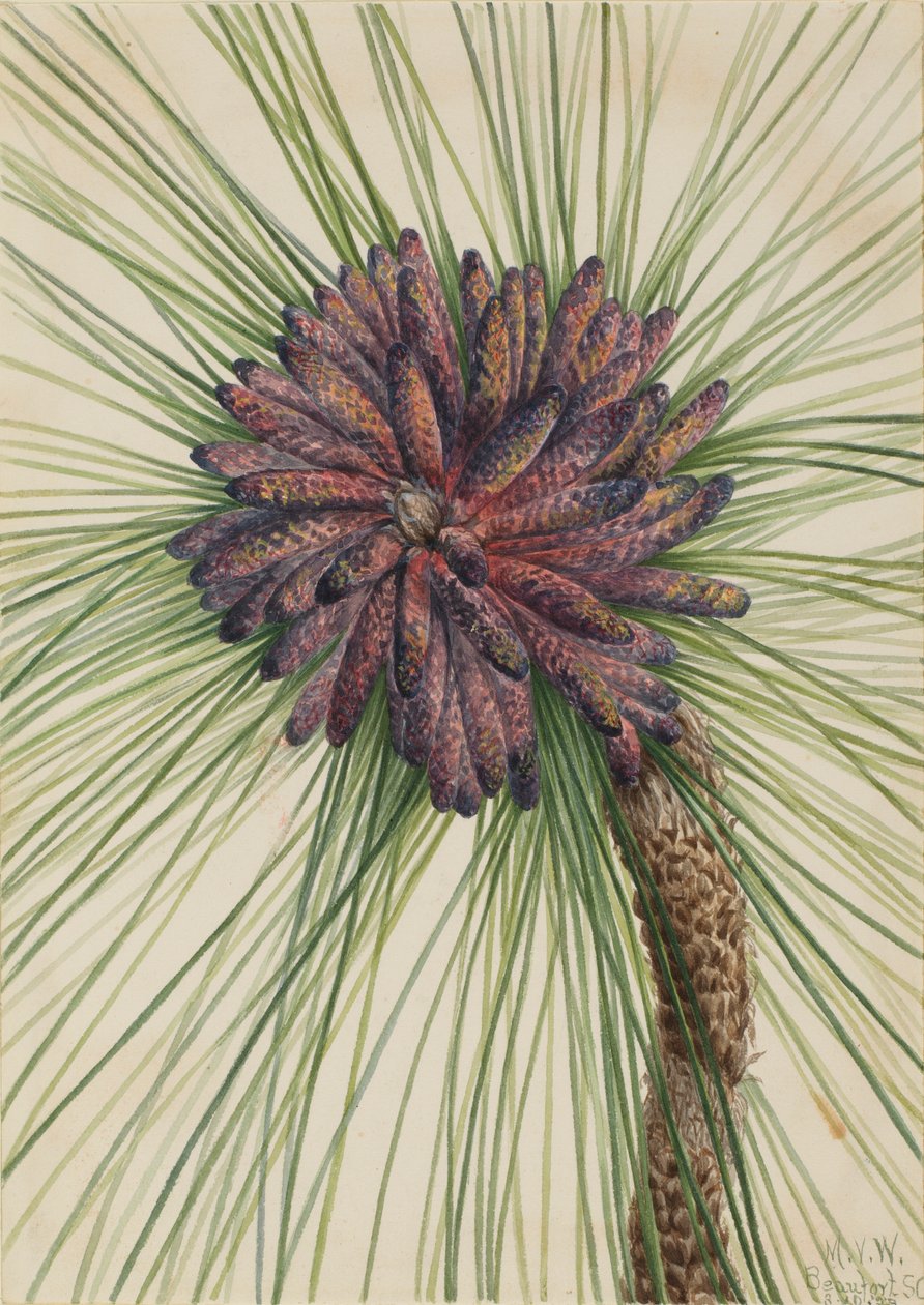 Langblattkiefer (Pinus palustris) von Mary Vaux Walcott