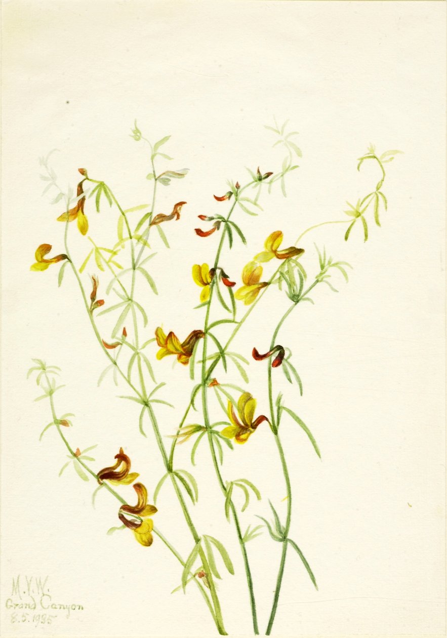 Lotus puberulus von Mary Vaux Walcott