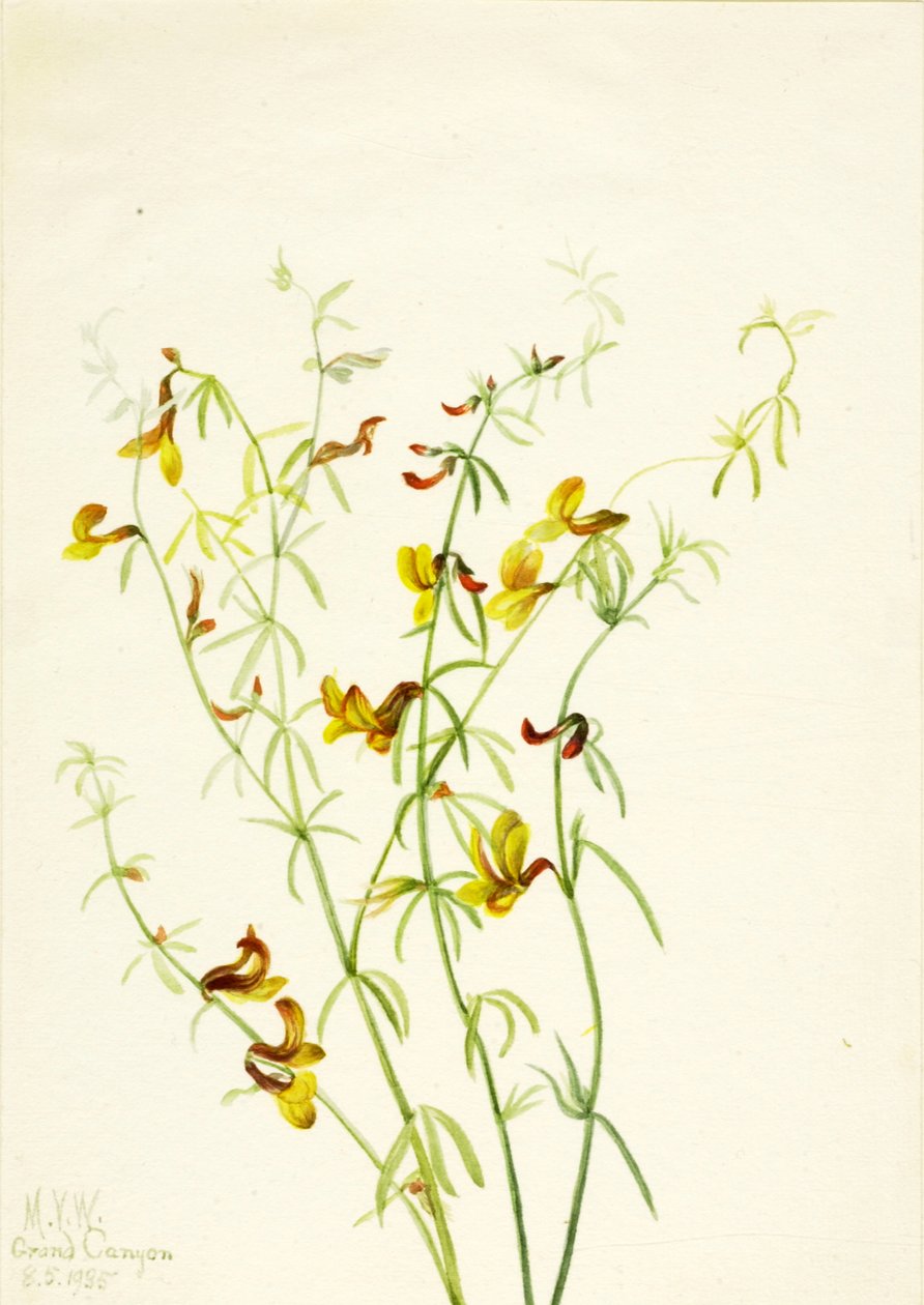 Lotus puberulus, 1935 von Mary Vaux Walcott