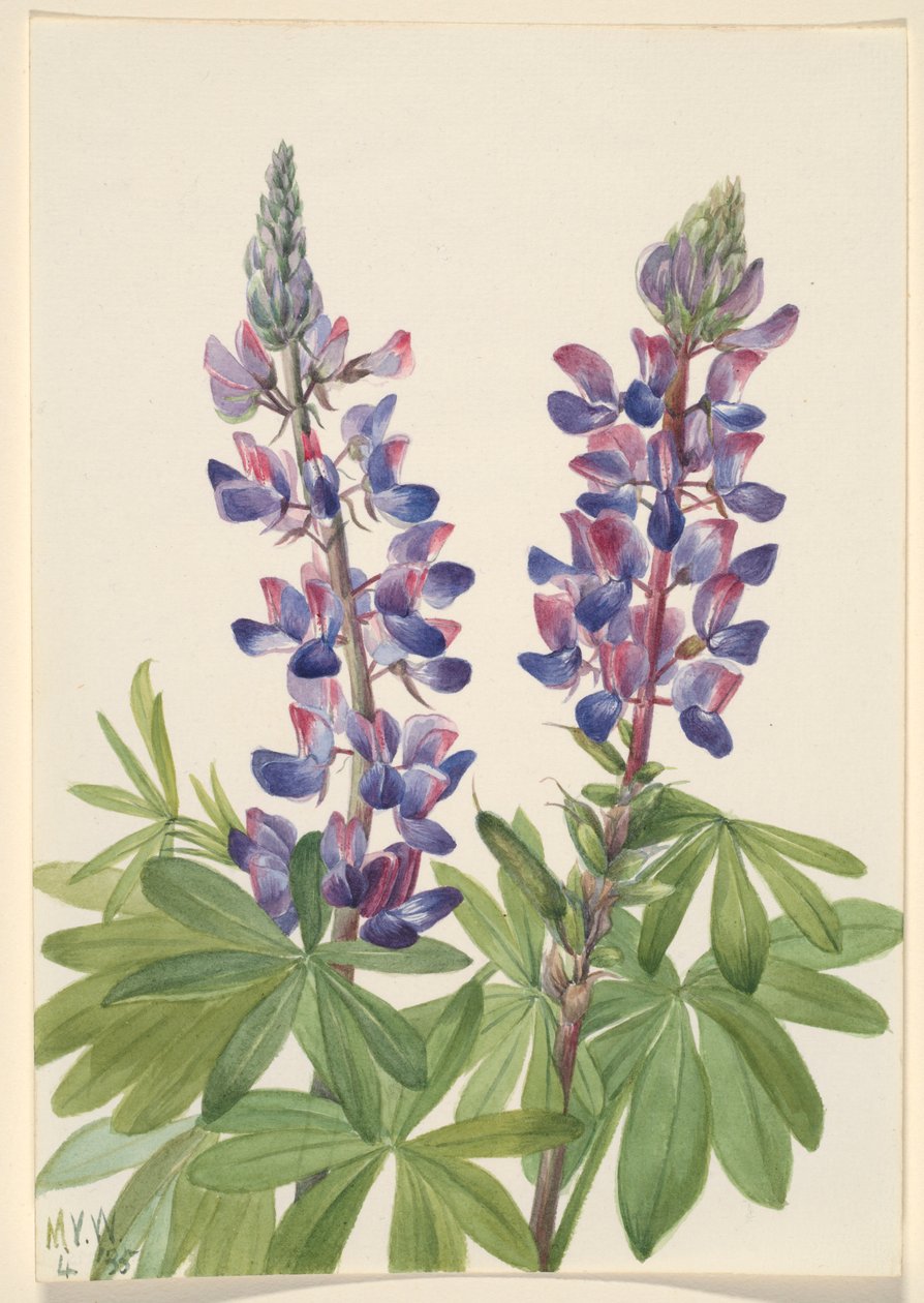 Lupine (Lupinus fornosus) von Mary Vaux Walcott
