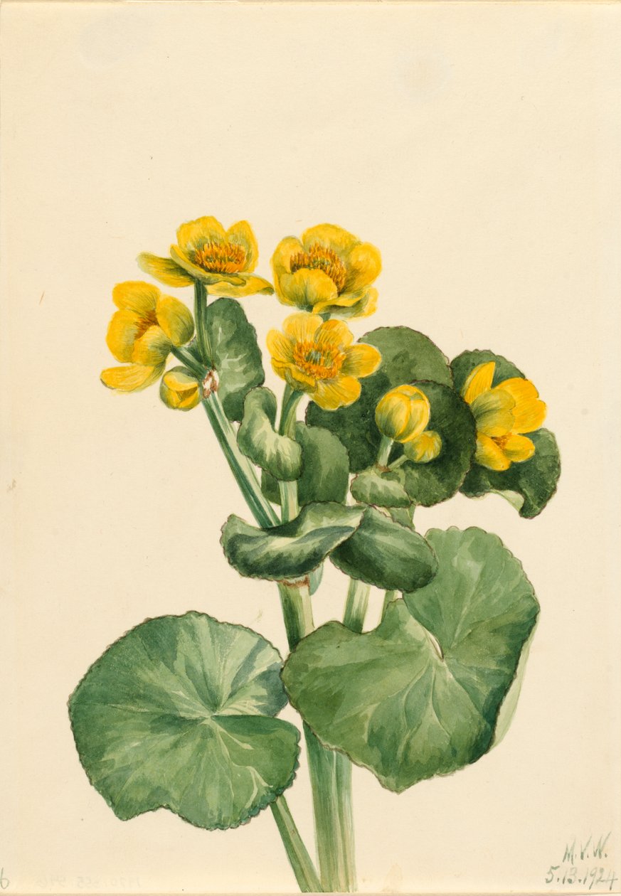 Sumpfdotterblume Caltha palustris von Mary Vaux Walcott